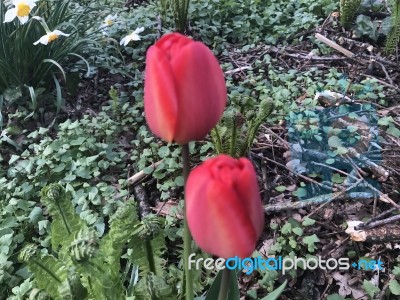 Tulips In The Garden Stock Photo