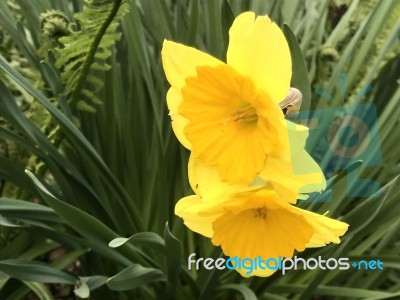 Tulips In The Garden Stock Photo