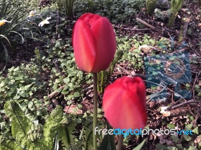 Tulips In The Garden Stock Photo