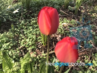 Tulips In The Garden Stock Photo