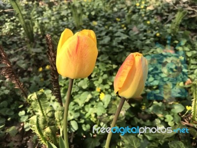 Tulips In The Garden Stock Photo