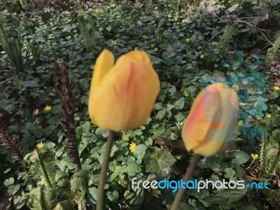 Tulips In The Garden Stock Photo