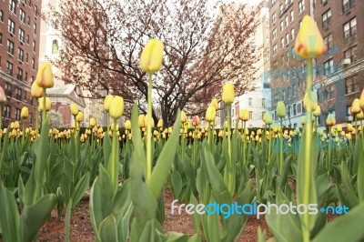 Tulips On Park Avenue Stock Photo