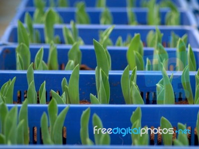 Tulips Seedling - Agribusiness Stock Photo