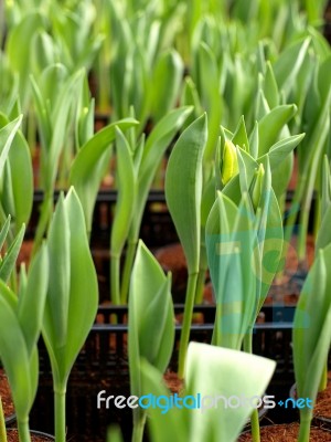 Tulips Seedling Closeup Stock Photo