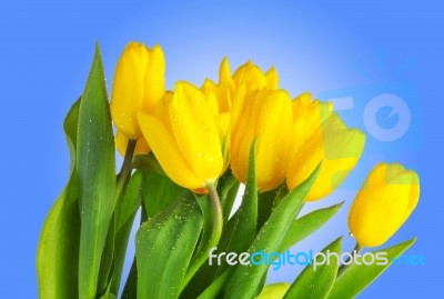 Tulips With Water Drops Isolated On Blue Background Stock Photo