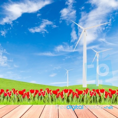 Tulips With Wind Turbine On Green Grass Field Against Blue Sky B… Stock Photo