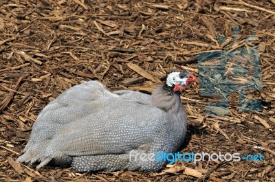 Turkey Stock Photo