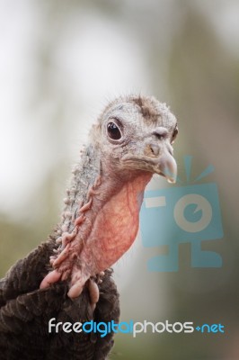 Turkey Head Stock Photo