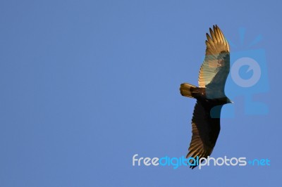 Turkey Vulture Stock Photo