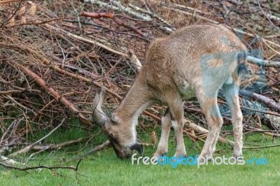 Turkmenian Markhor (capra Falconeri Heptneri) Stock Photo