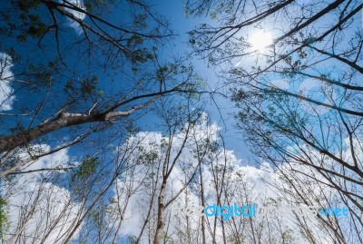 Turn Up View Of Rubber Tree ,with Blue Sky And Sun Light Stock Photo