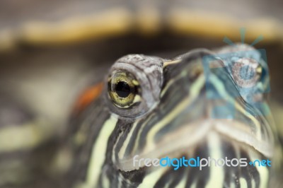 Turtle Stock Photo