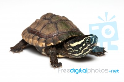 Turtle Stock Photo