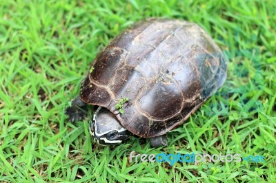 Turtle Stock Photo