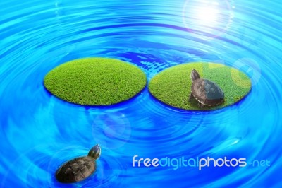 Turtle Stock Image