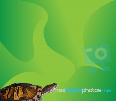 Turtle And Green Background Stock Image