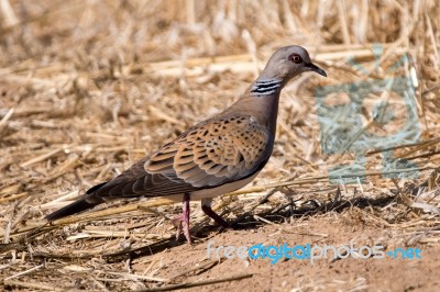 Turtle Dove Stock Photo