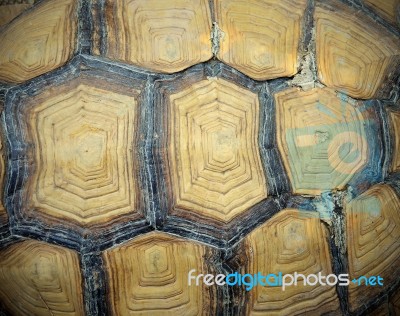 Turtle Shell Stock Photo