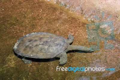 Turtle Swimming At The Bioparc Fuengirola Stock Photo