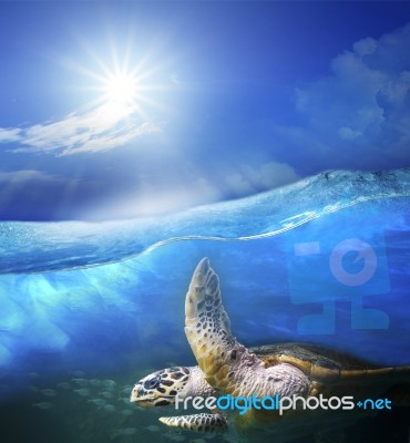 Turtle Swimming Under Clear Sea Blue Water With Sun Shining On Sky Above Use For Ocean Nature Background Stock Photo