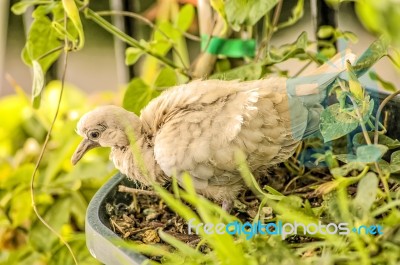 Turtledove Stock Photo