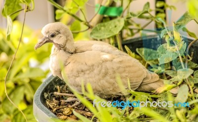 Turtledove Stock Photo