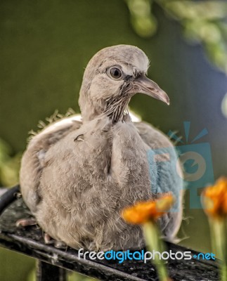 Turtledove Stock Photo