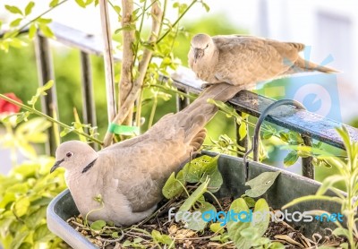 Turtledoves Stock Photo