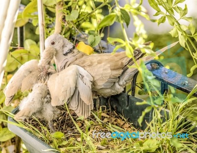 Turtledoves Stock Photo