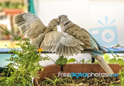 Turtledoves Stock Photo