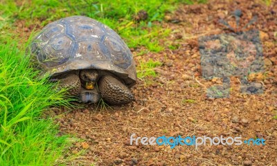 Turtles On Santa Cruz (galapagos) Stock Photo