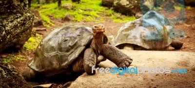 Turtles On Santa Cruz (galapagos) Stock Photo