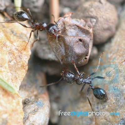 Two Ants Stock Photo