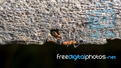 Two Ants Greeting Stock Photo