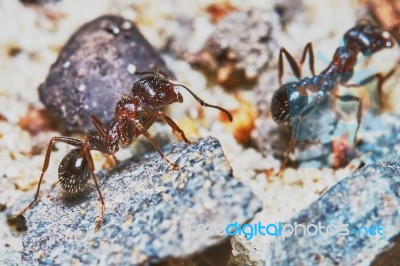 Two Ants Outside In The Garden Stock Photo