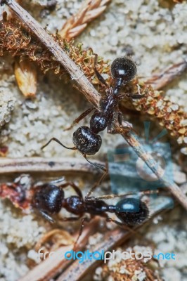 Two Ants Outside In The Garden Stock Photo