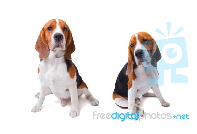 Two Beagle Dogs Sitting On White Background Use For Animals And Lovely Pets And Doggy Theme Stock Photo