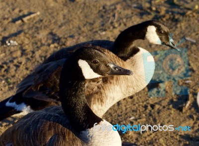 Two Beautiful Canada Geese Stock Photo