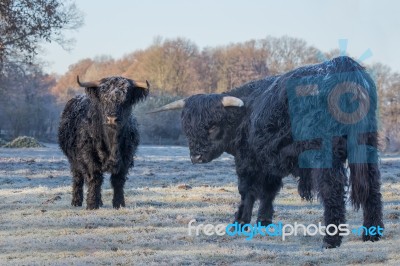 Two Black Scottish Highlanders In Frozen Meadow Stock Photo