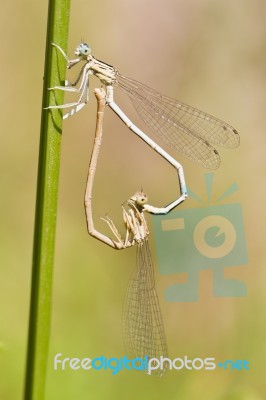 Two Blue Damselfly (lestes Barbarus)  Mating Stock Photo