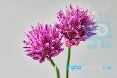 Two Bright Purple Carnations Stock Photo