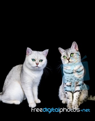 Two British Short Hair Cats On Black Background Stock Photo