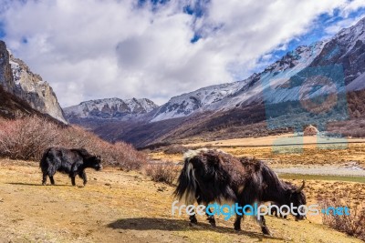 Two Brown Tibetan Yaks In A Pasture Of Snow Mountains At Yading Stock Photo