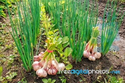 Two Bundles Of Garlic Lying On The Ground Stock Photo