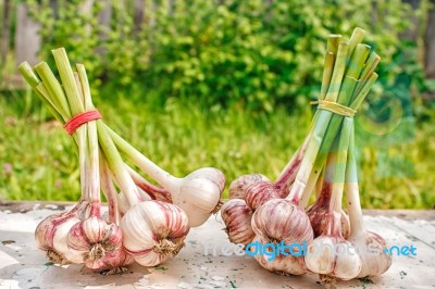 Two Bundles Of Garlic Lying On The Table Stock Photo