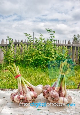 Two Bundles Of Garlic Lying On The Table Stock Photo