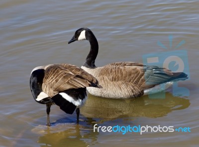 Two Cackling Geese Stock Photo