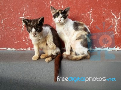 Two Cats Over A Red Wall Stock Photo