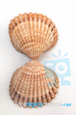 Two Clam Shells Isolated Stock Photo